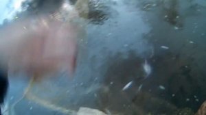 Сестрорецк.Ловим корюшку на паук весной