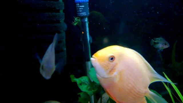 Вьеха (Мальки растут) смотреть онлайн