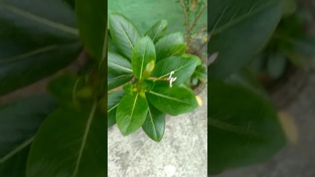 NATURE TALKIES I CATHARANTHUS ROSEUS I NAYANTARA FLOWERS смотреть онлайн