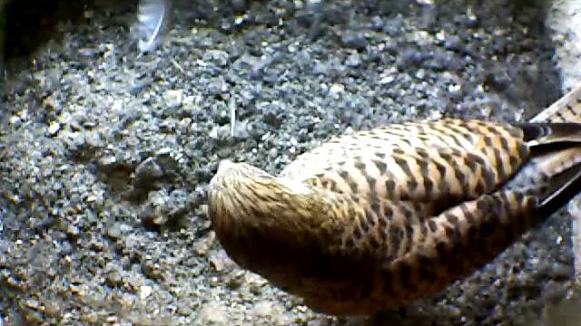 From Internet Camera(Turmfalken[03:1A:A5])2014/07/04,11:02:59_D смотреть онлайн