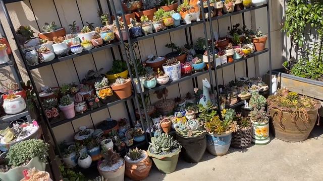 Succulent Talk -Echeveria Moon Goddess