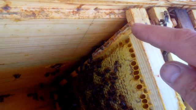 СБОР ПРОПОЛИСА Как собирать прополис! Technology propolis. смотреть онлайн