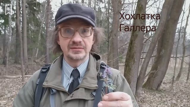 Краеведческий понедельник #3 - Видео-экскурсия «Первоцветы Новой Москвы» смотреть онлайн