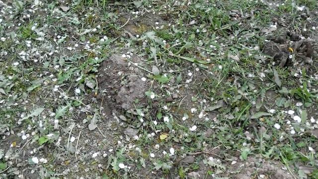 Как бороться (избавиться) от кротов. Единственный эффективный метод. смотреть онлайн