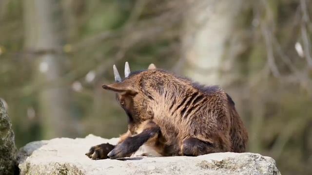 top 10 animals you didn't know existed || TOP 10 MOST dengar Animals in tha would.. смотреть онлайн