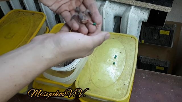 Кольцевание щеглов вторая кладка смотреть онлайн