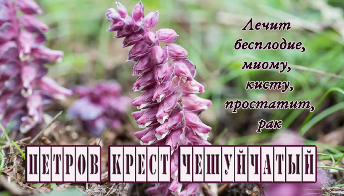Петров крест чешуйчатый царь- трава. Лекарственные свойства.