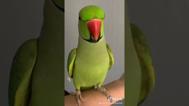 Говорящий Ожереловый попугай Ричи смотреть онлайн