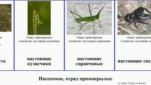 Насекомое, отряд прямокрылые медведка саранча insect кузнечики настоящие обыкновенный Скачок вета