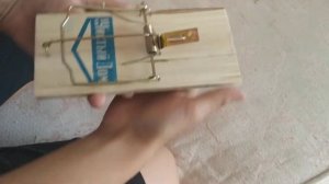 Как зарядить мышеловку?