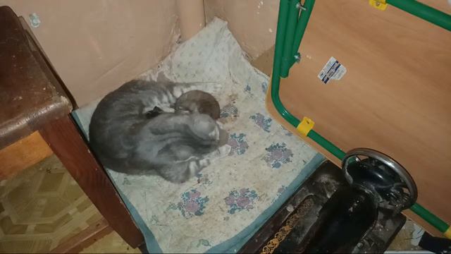Когда Кот заменяет Кошку | кот лежит с котятами и кошкой вместе | котята начали открывать глаза смотреть онлайн