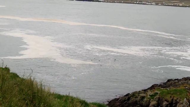 Исландия. Гнезда тупиков. смотреть онлайн