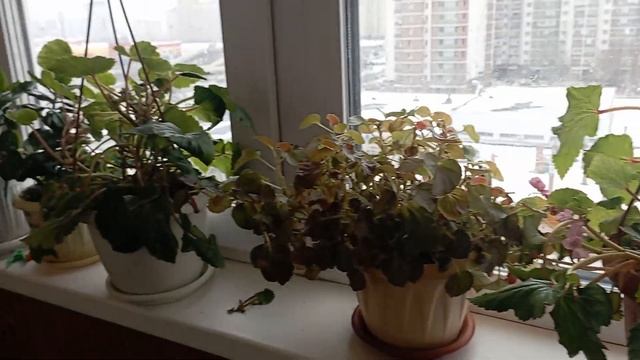 Цветочный рай на балконе. Начало огородного сезона смотреть онлайн