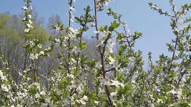 Весенние мотивы (5 из 5) Лес, Эсхар SAM3450 смотреть онлайн