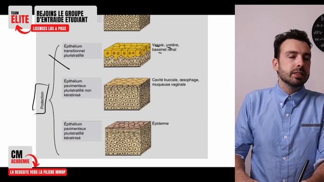 LES EPITHELIUMS (revêtement et glandulaire) : ? Vous ne verrez plus l'HISTOLOGIE de la même façon смотреть онлайн