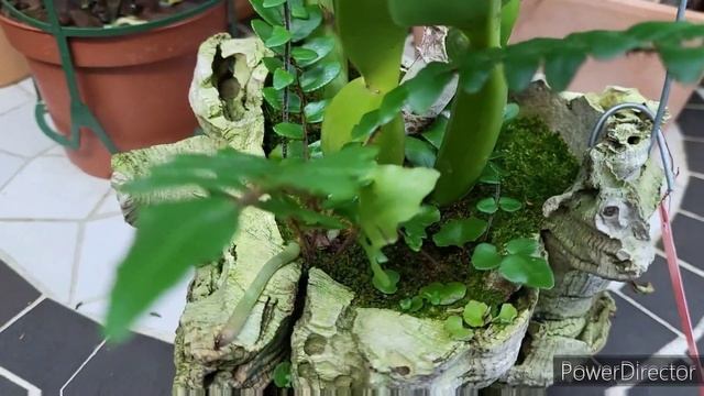 Первое цветение орхидеи Cattleya percilvania. Обзор цветущих орхидей. смотреть онлайн