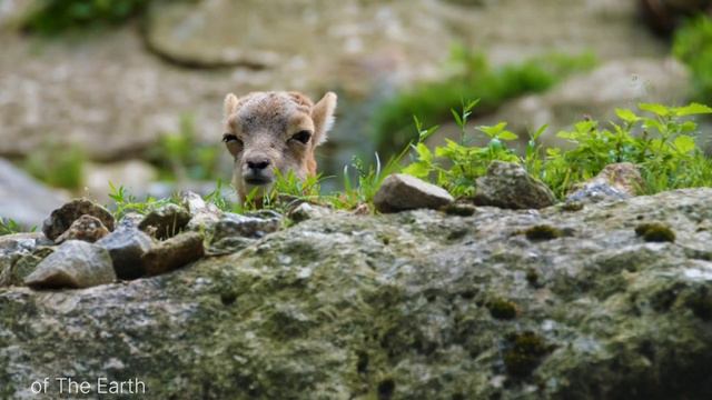 Jungle Wildlife In 4K - Animals That Call The jungle Home l Rainforest l of The Earth смотреть онлайн