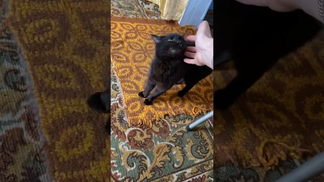 Дневник Бомжа Кот Вася #shorts смотреть онлайн