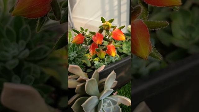 Echeveria Setosa Flower Evolution смотреть онлайн