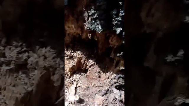 Wild Ganoderma Lucidum harvest. Benefits of polysaccharides & triterpenoids смотреть онлайн