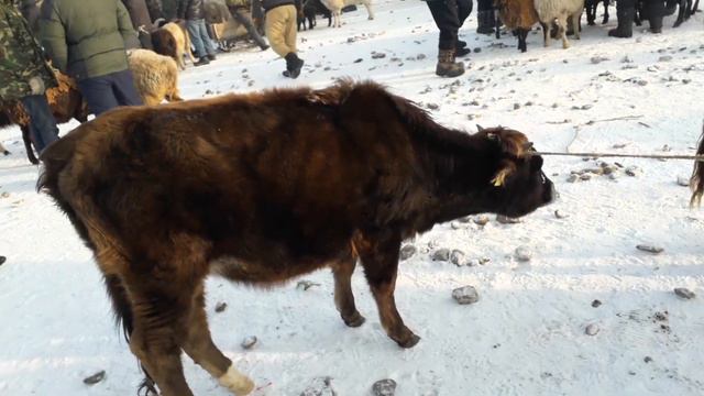 ат башы мал базары 20/01/19. смотреть онлайн