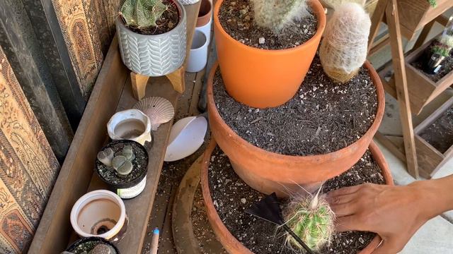 Succulent Three Tier Cactus Arrangement | Old Man Cactus | Old Lady Cactus | The Succulent Home смотреть онлайн