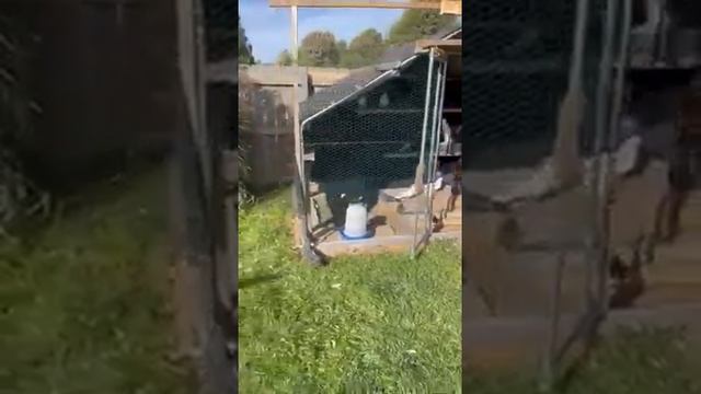 - ?-Половик напав на голубятню. смотреть онлайн