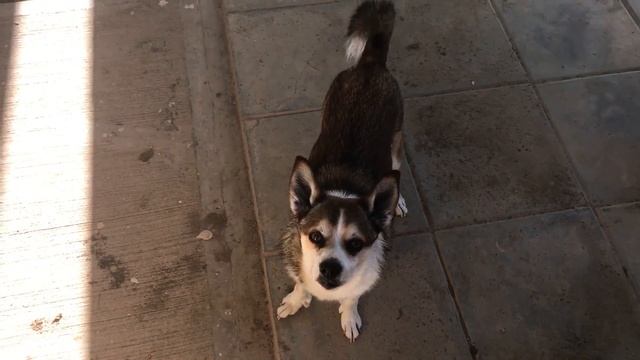 Lundehund Talking  #norwegian  #funnydogs