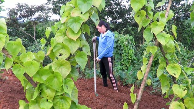 Episode 5: Picking chicken sims; Caring for crops; Peach potatoes to cook tea; Growing vegetables смотреть онлайн
