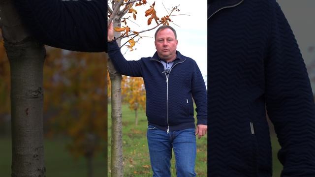 Хрущ повредил корневую каштана | Что делать? смотреть онлайн