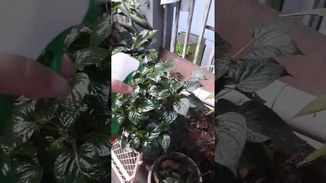 El bote es una maravilla , el producto no!!!! #jardinería смотреть онлайн