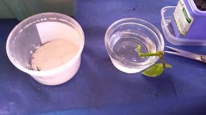 #Жасмин ( комнатный), размножение черенками !