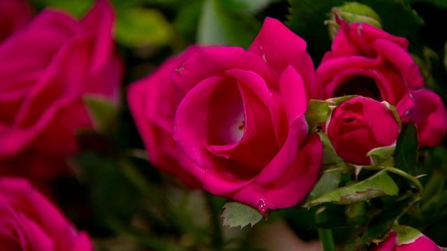 Cottage Farms 1-Piece Knock Out Live Rose Tree on QVC смотреть онлайн