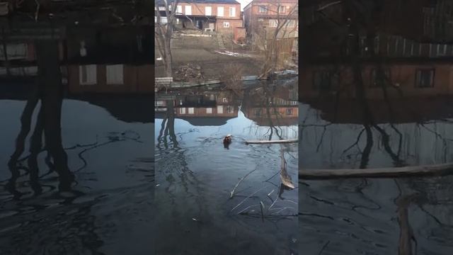 «Дикая утка ? Огарь» с.Самашки смотреть онлайн