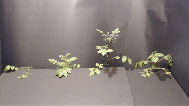 Potato vs Pecto, F2 Trial 6 смотреть онлайн