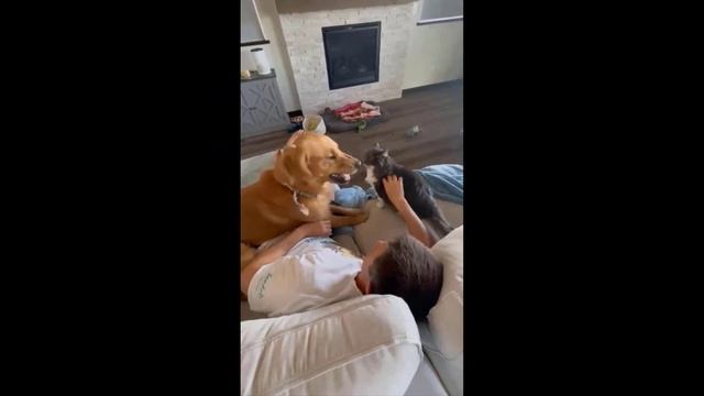 Funniest Cats And Dogs Videos  - Best Funny Animal Videos 2023