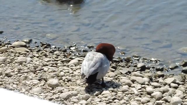 Красноголовый нырок - Aythya ferina смотреть онлайн