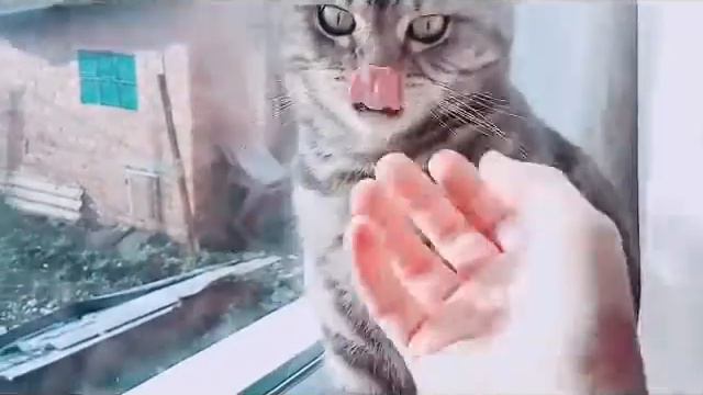 Мой любимый котик смотреть онлайн
