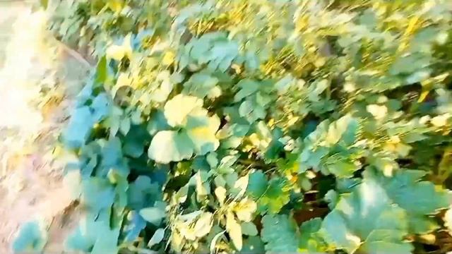 Варенье из смородины с малиной без варки, Компот из вишни.. РЖЯ смотреть онлайн