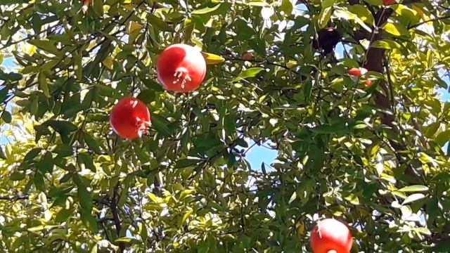 Как растет гранат в Крыму смотреть онлайн