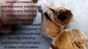 Dyspessa ulula Borkh. Луковый (чесночный) точило