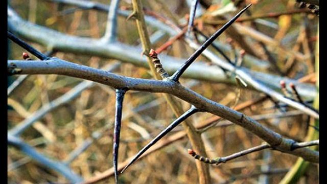 ЭФФЕКТНОЕ и НЕПРИХОТЛИВОЕ Растение для МАЛОУХОДНОГО САДА смотреть онлайн