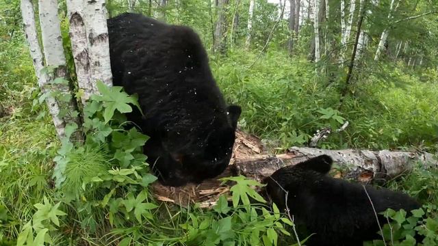 Медведь идёт, деревья валит. смотреть онлайн