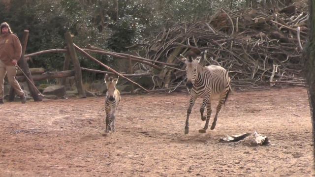 Eingewöhnung Bergzebra смотреть онлайн