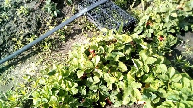 Удивительный кустовой сорт ВИКАТ смотреть онлайн