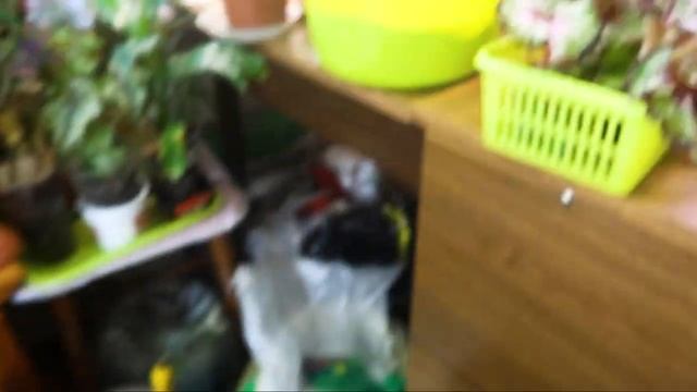 Перевожу растения на фитиль смотреть онлайн