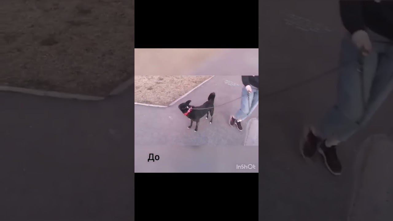 Реакция на собак смотреть онлайн