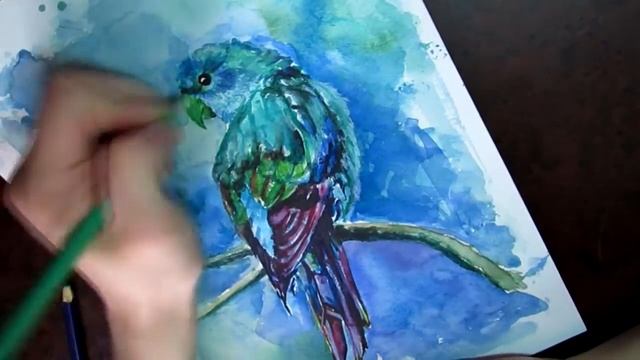 как нарисовать попугая ( карандаш, акварель ) . Speed Drawing смотреть онлайн