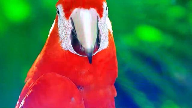 Высокое разрешение. Телевизор LED DEXP F42F7000C/G смотреть онлайн