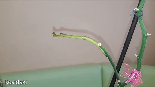 Орхидея фаленопсис Венозник домашнее цветение смотреть онлайн